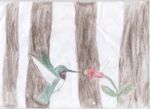  Kolibri im Wald