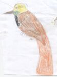  Raggi-Paradiesvogel